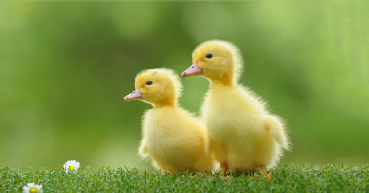 Ducks