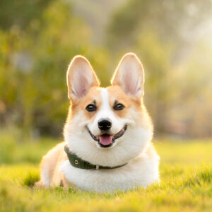 Pet Care